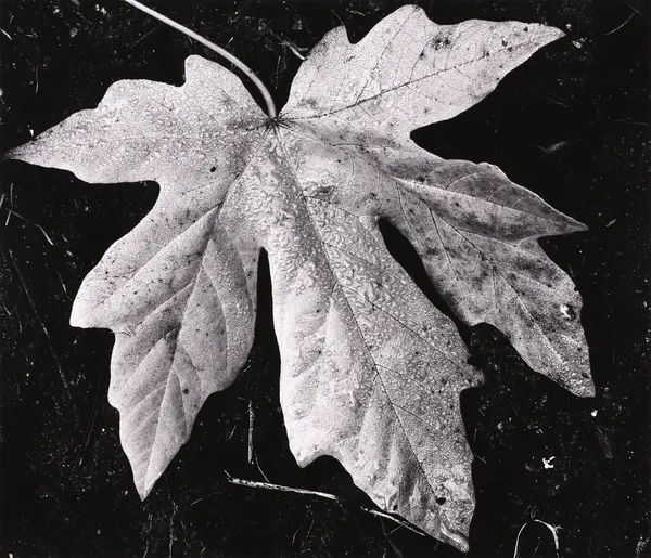 Robert K. Byers, Garland Ranch, Carmel Valley, 1975