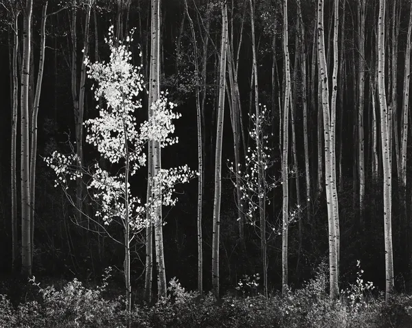 Ansel Adams, Aspens, Northern NM, 1958