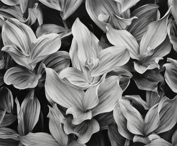 John Sexton, Corn Lilies, Dusk, 2002