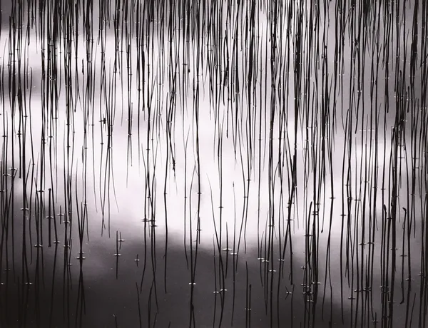 Scott Shaver, Water and Reeds, BC Canada, 1993