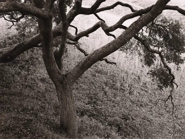 Rick Bungolf, Oak Tree, Carmel, 1977