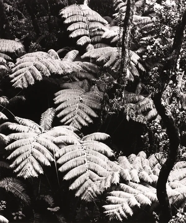 Robert K. Byers, Volcano National Park, Hawaii, 1978