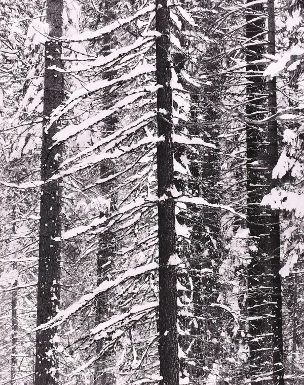 Robert K. Byers, Big Oak Flat Road, Yosemite, CA, 1985