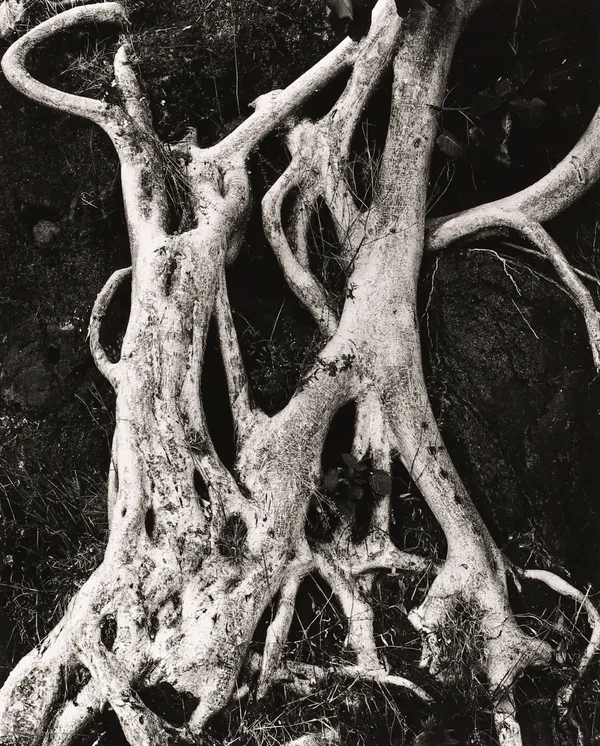 Brett Weston, Tree Roots, Baja, 1976