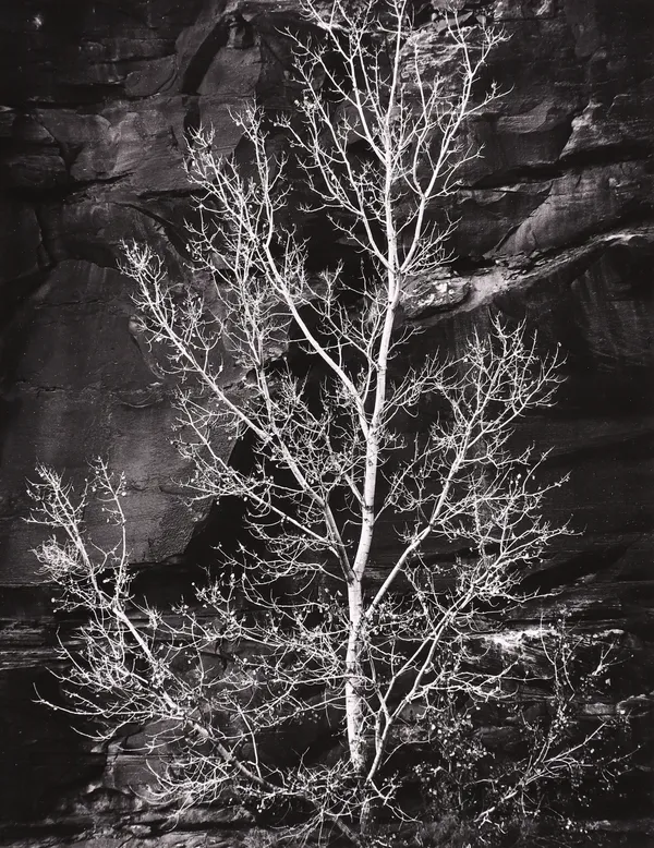 Brett Weston, White Tree, 1974