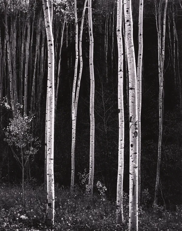 Don Worth, Aspen Trees, Autumn, New Mexico, 1958