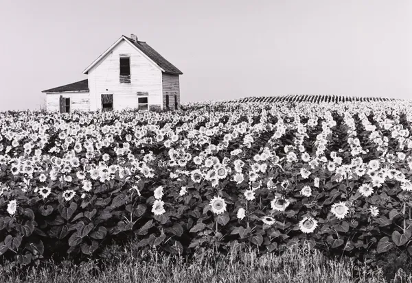 Henry Gilpin, Sunflowers, North Dakota, 1981