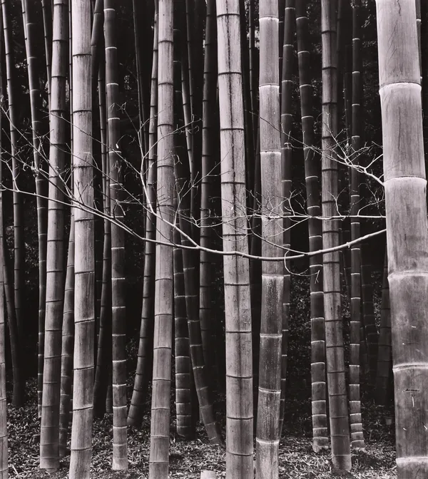 Brett Weston, Bamboo Forest, Japan, 1971