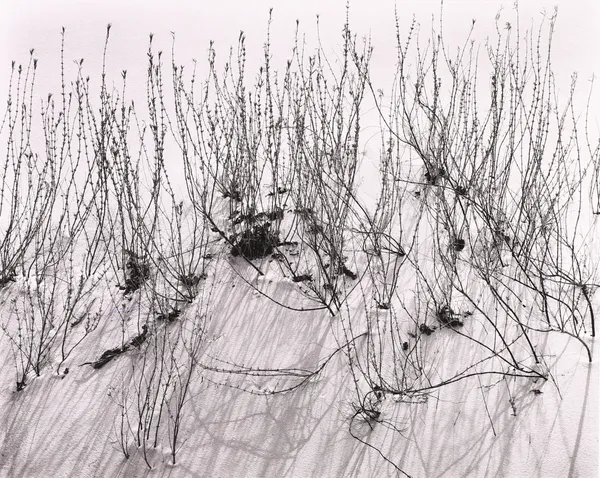 Brett Weston, Scrub, White Sands, NM, 1946