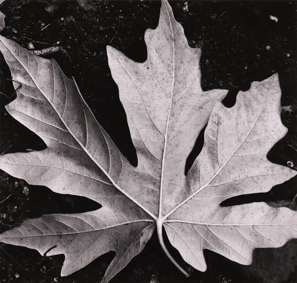 Brett Weston, Garland Memorial Portfolio, 1976