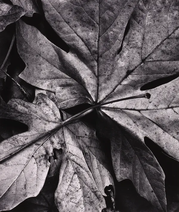 Robert K. Byers, Garland Ranch, Carmel Valley, 1975
