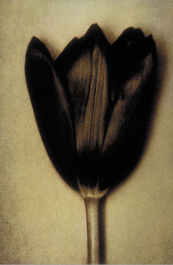 Sheila Metzner, Black Tulip, 2003