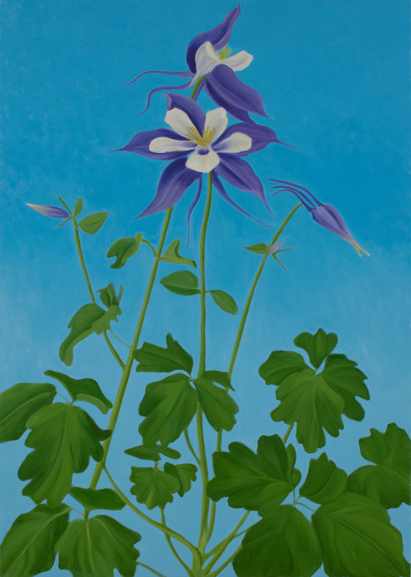 Purple Columbine