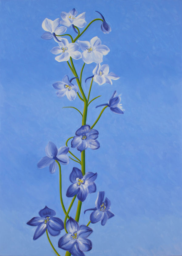 Delphinium