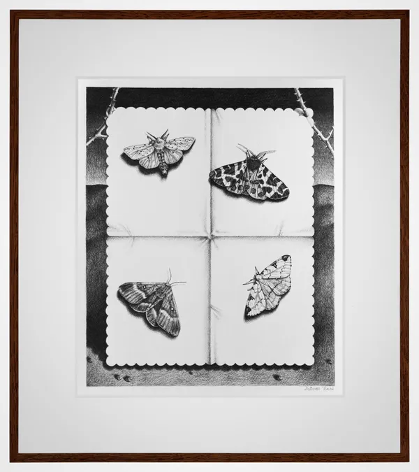 Dittmar Viane, Mothing, 2026