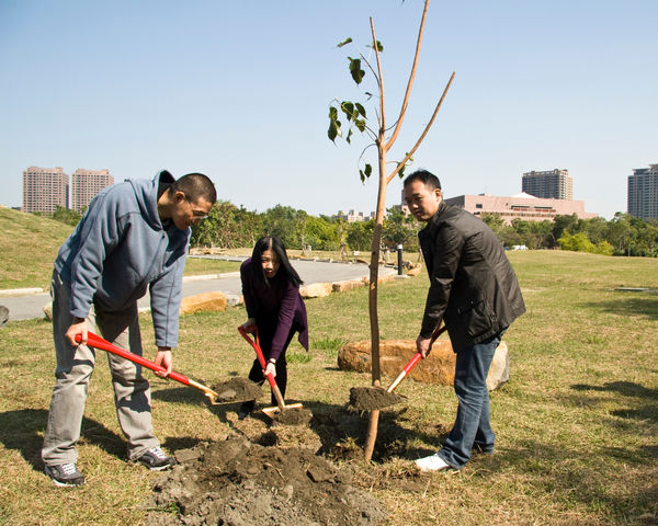 Shi Jin-Hua, X Bodhi Trees, 2010-2021