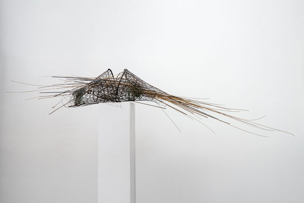 Shaqayeq Arabi, Untitled, 2026