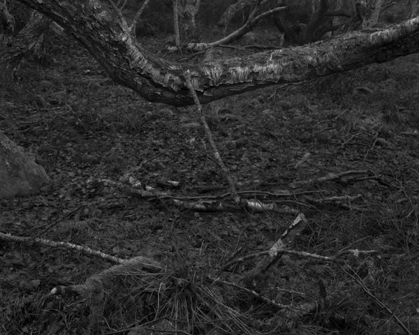 Dag Alveng, Vinterlys, Liggende tre, 2020