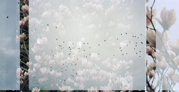 Erle M. Kyllingmark, YDASSA #38, 2020