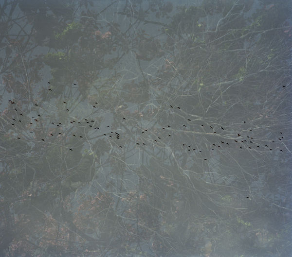 Erle M. Kyllingmark, YDASSA #64, 2020