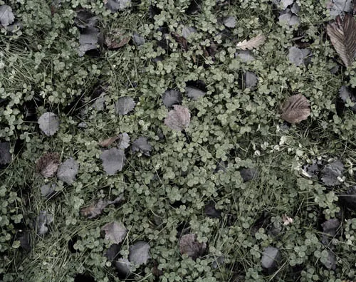 Dag Alveng, Wilse / Ospeløv og kløver, 2013