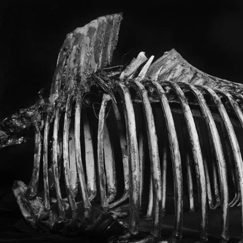 Dag Alveng, Death of a Horse / Skjelett, 1981