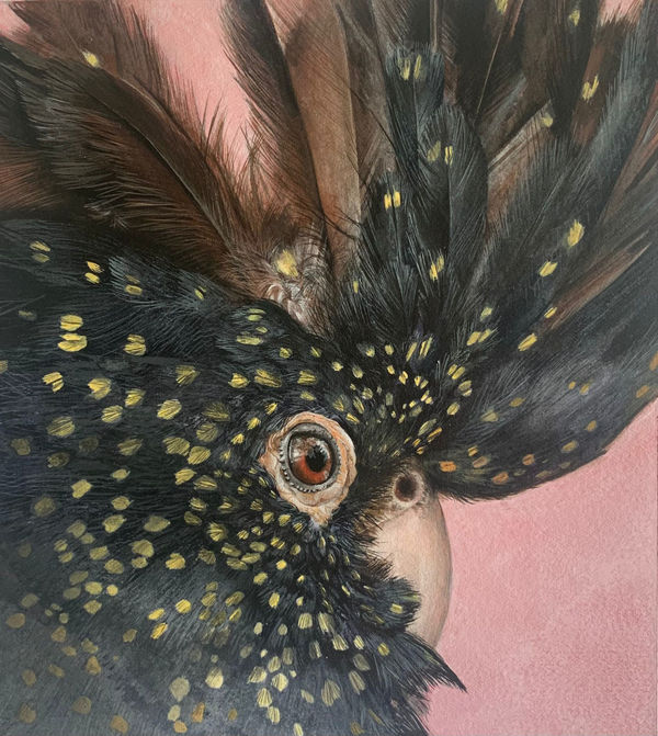 Lucy McLaven, Small Glimmers, Red Tailed Black Cockatoo, 2025