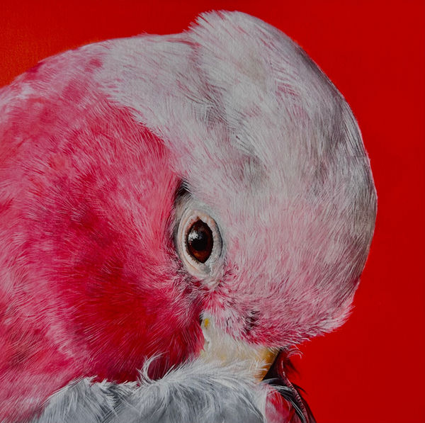 Lucy McLaven, Small Glimmers, Pink Galah (Number two), 2025