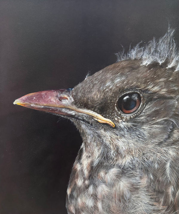 Lucy McLaven, Small Glimmers, Baby Blackbird, 2025