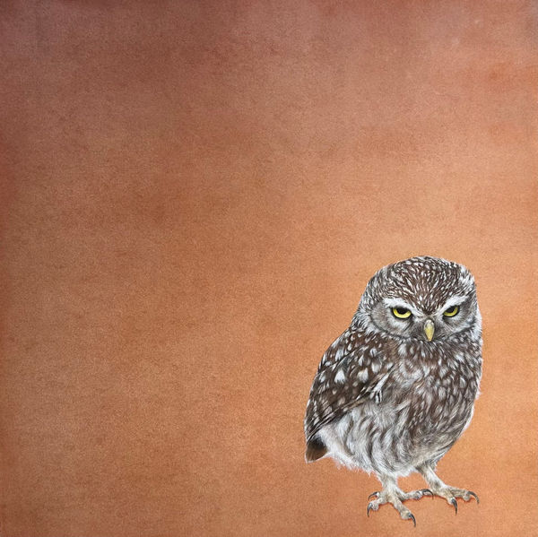 Lucy McLaven, Small Glimmers, Little Owl, 2025