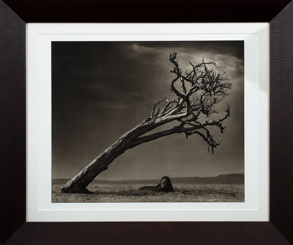 Nick Brandt Lion under leaning tree, Masai Mara, 2008 Impressão de pigmento 51,5 x 62 cm 8 of 25