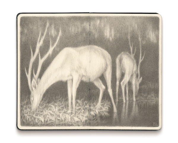 Drawing of two deers with long horns grazing on grass