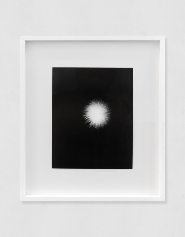 Renato Leotta, Un Riccio, 2024