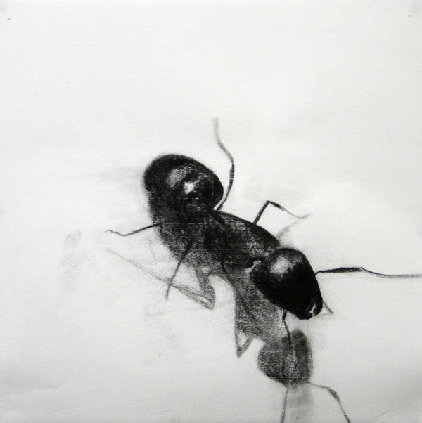 Yuval Sharon, Ant, 2008