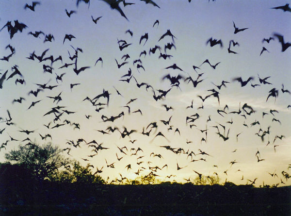 Jeremy Deller, Untitled (Bats from Memory Bucket)