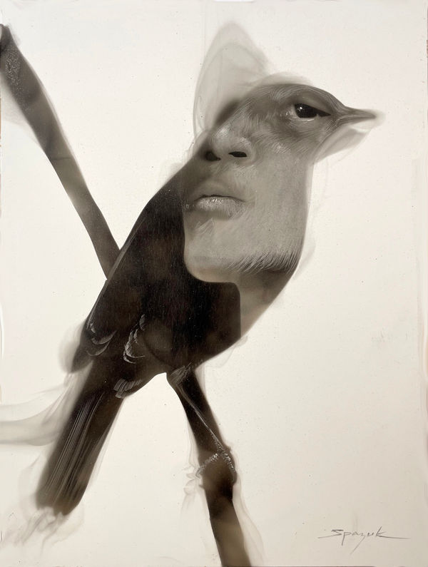 Steven Spazuk, Untitled