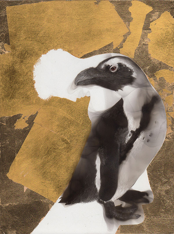 Steven Spazuk, African Penguin