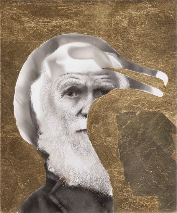 Steven Spazuk, Darwin 4 (Cormorant)