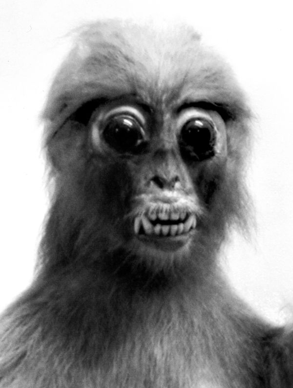 Peter Peryer, Voyager, 2002