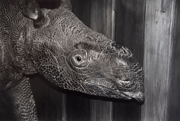 Peter Peryer, Java Rhinoceros, Canterbury Museum, 1997