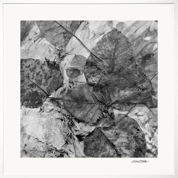 Changing Seasons 1 (B&W 2)