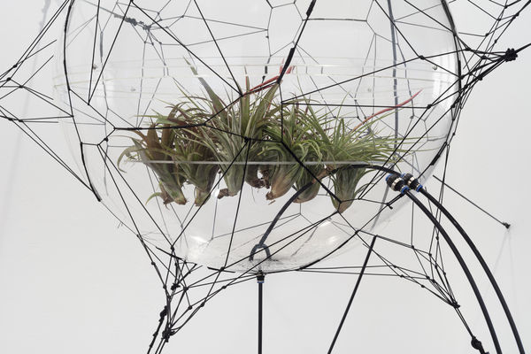 Biosphere 06 [detail]