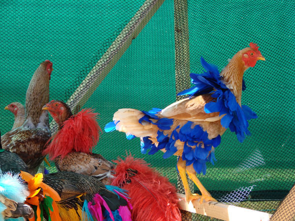 Gala Chickens