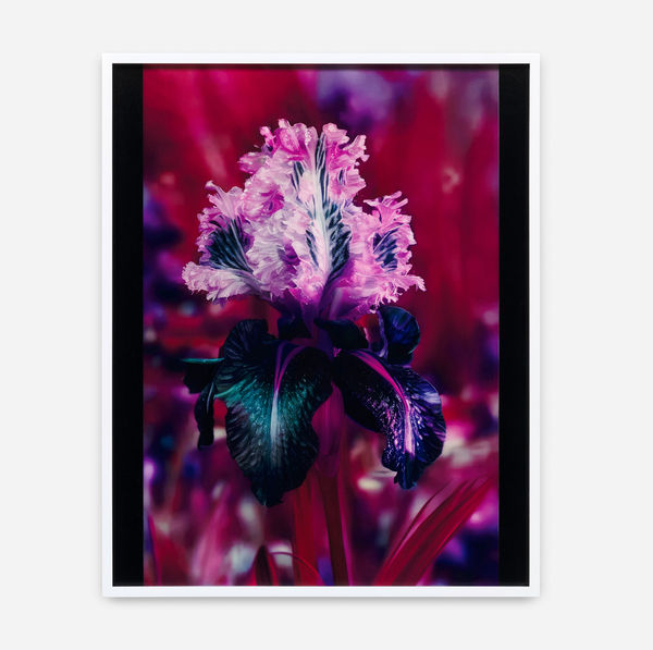 Image of Mons Steichen, Version VI.