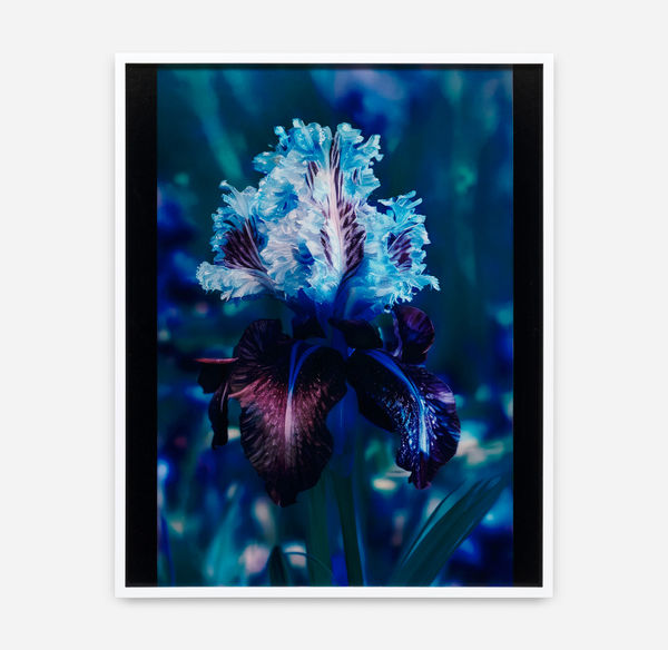 Image of Mons Steichen, Version V.