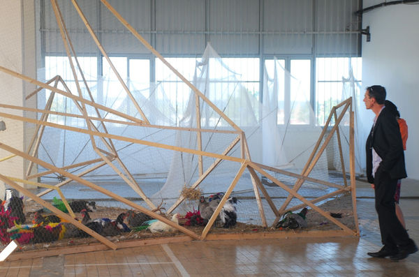 Gala Chickens and Gala Coop