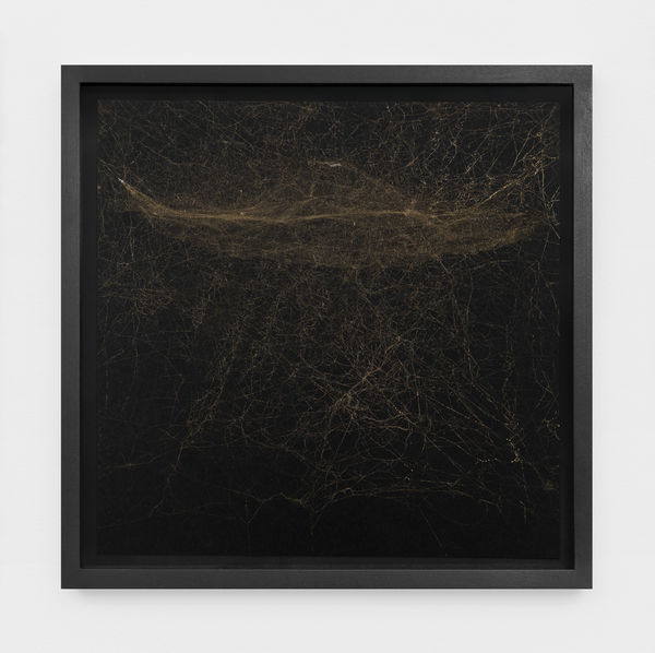 tomas saraceno framed spider silk on paper