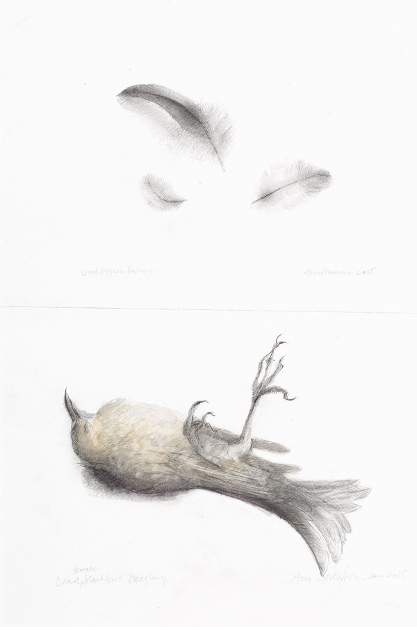 Anne Madden, Dead blackbird, female fledgling, 2015