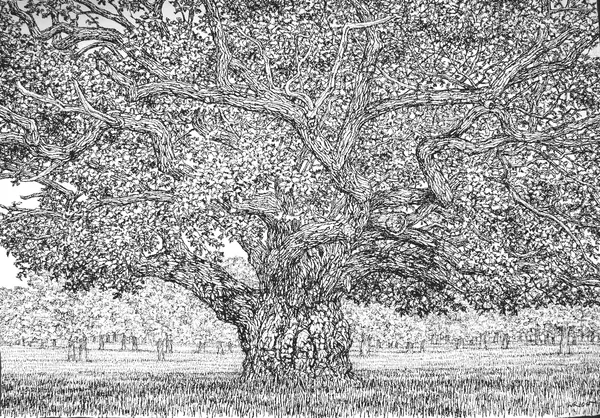 Roy Wright, Beneath The Summer Oak IV