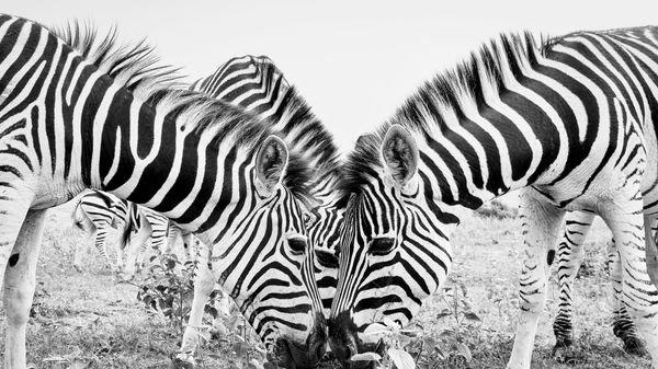 Jin-Woo Prensena, Third Eye, Welgevonden Game Reserve, South Africa